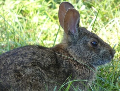 Marsh Rabbit observed by kcthetc1