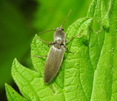 Agriotes pilosellus