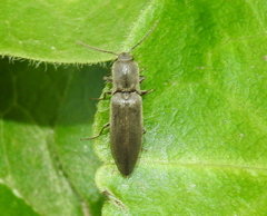 Agriotes pilosellus