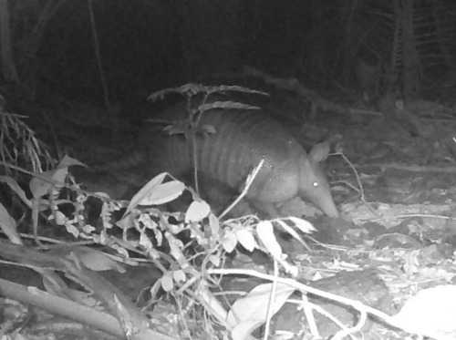 Tatu-galinha observed by rogeriotruglio