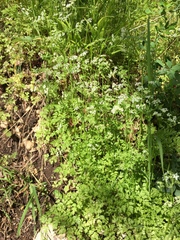 Anthriscus cerefolium
