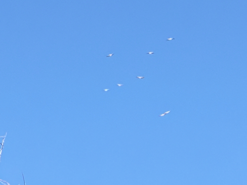 American White Pelican