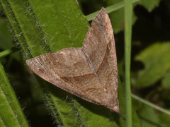 Hypena proboscidalis
