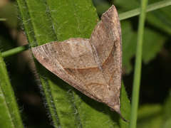 Hypena proboscidalis