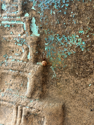 Triangulate Combfoot
