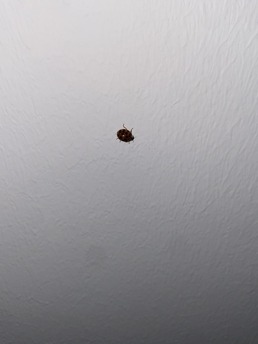 Asian Lady Beetle