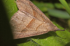 Hypena proboscidalis