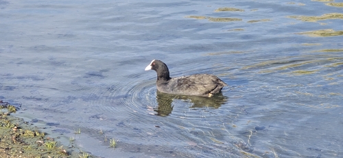 Common Coot