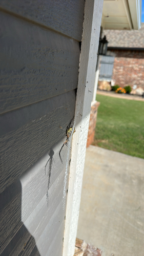 Yellow Garden Spider