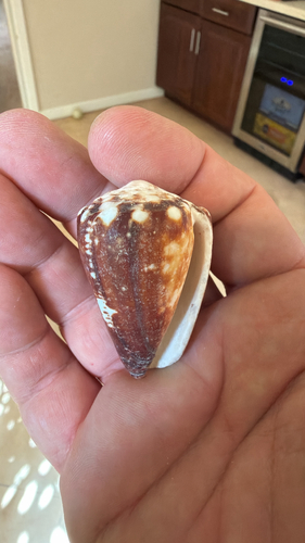 Conus brunneus observed 2026-10-16