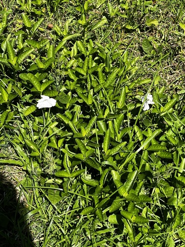 Ruellia tuberosa observed 2026-10-16