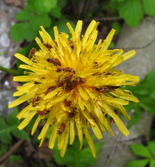 Byturus tomentosus