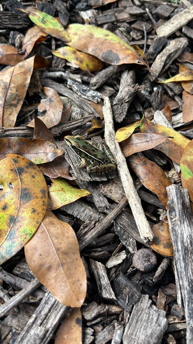 Southern Leopard Frog observed by jackg10