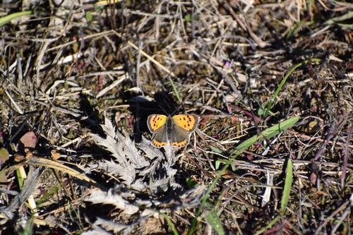 Small Copper