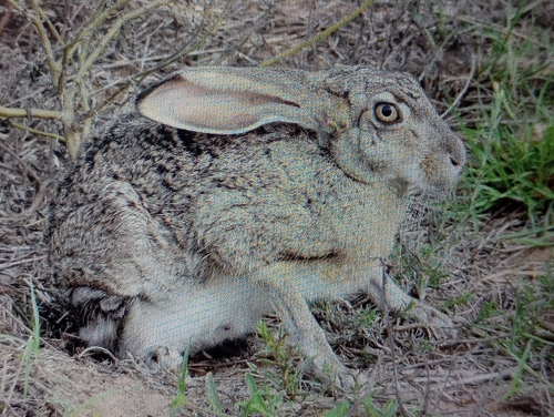 Black-tailed Jackrabbit observed by adventurehuman