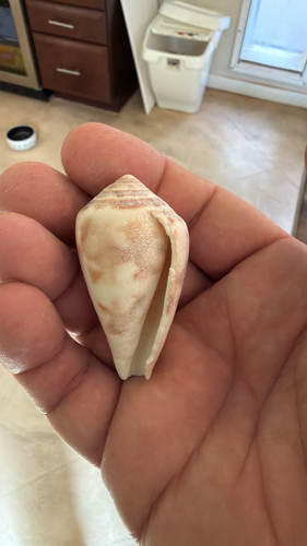 Conus purpurascens observed 2026-10-16