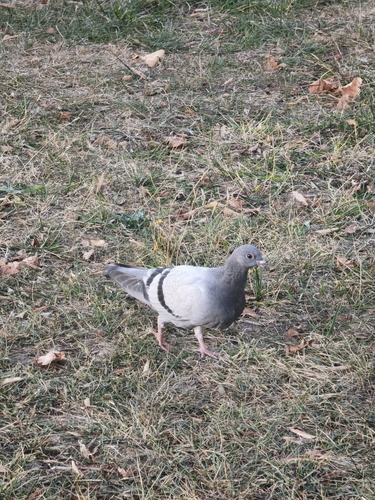 Feral Pigeon