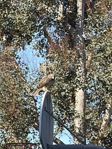 Red-tailed Hawk