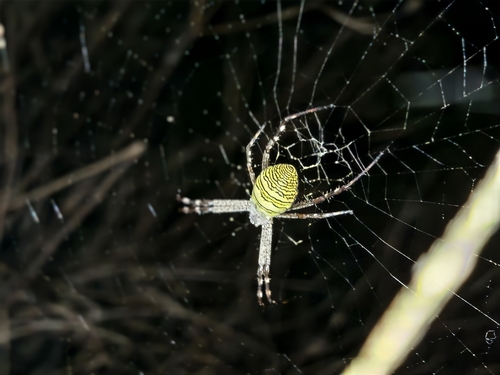 Oval Saint Andrew's Cross Spider