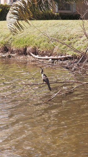 Anhinga