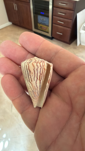 Conus princeps observed 2026-10-16