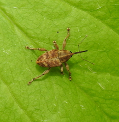 Curculio venosus