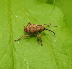 Curculio venosus