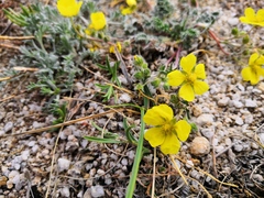 Potentilla sericea