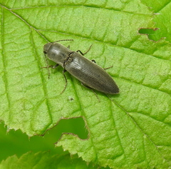 Agriotes pilosellus