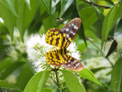 Dysphania subrepleta