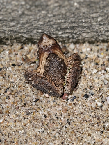 Microhyla pulchra observed 2026-10-16