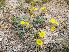 Potentilla sericea
