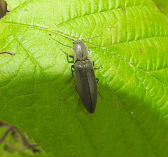 Agriotes pilosellus