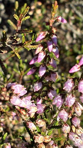 common heather