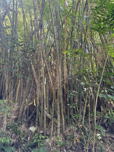 Bambusa vulgaris observed 2026-10-16