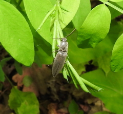 Agriotes pilosellus