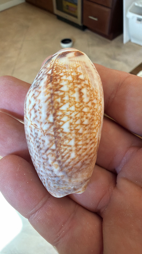 Oliva incrassata, 2026-10-16