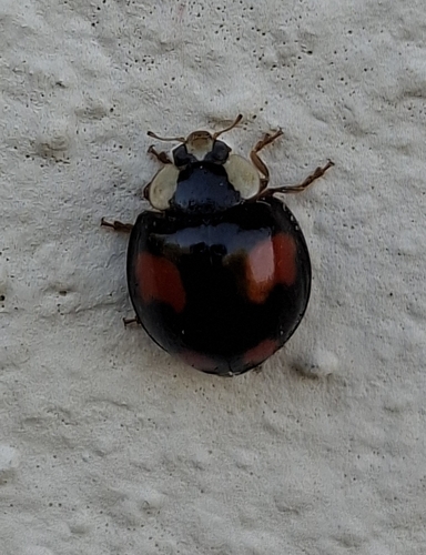 Asian Lady Beetle