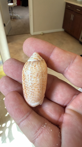 Oliva spicata observed 2026-10-16