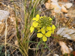 Erysimum flavum