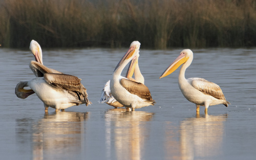 iNaturalist image