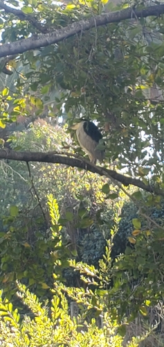 Black-crowned Night Heron