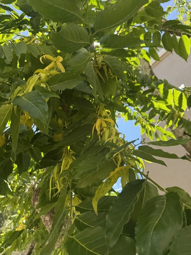 Cananga odorata observed 2026-10-16