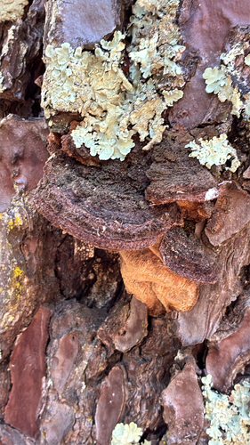 Pine Bracket