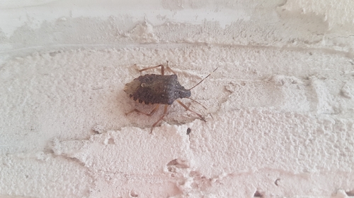 Brown Marmorated Stink Bug
