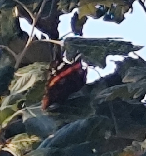 Red Admiral