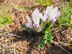 Oxytropis peschkovae