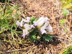 Oxytropis peschkovae