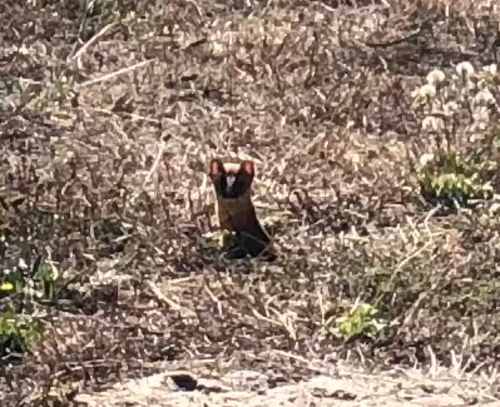 Long-tailed Weasel observed by liberatedfroggy