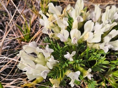 Oxytropis peschkovae